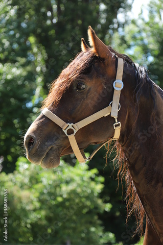 Adult morgan horse standing in summer corral near feeding station and other horses