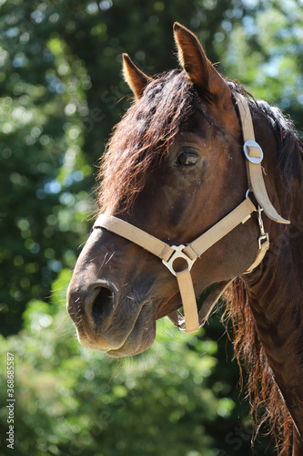 Fototapeta Naklejka Na Ścianę i Meble -  Close-up portrait of a young morgan breed stallion portrait in the paddock on a clear sunny day