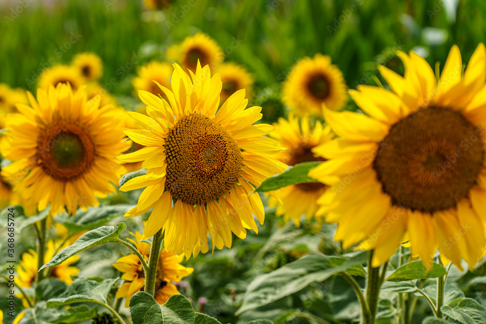 Sonnenblumen aufgereiht in einem Sonnenblumenfeld Sonnenblumen aufgereiht in einem Sonnenblumenfeld