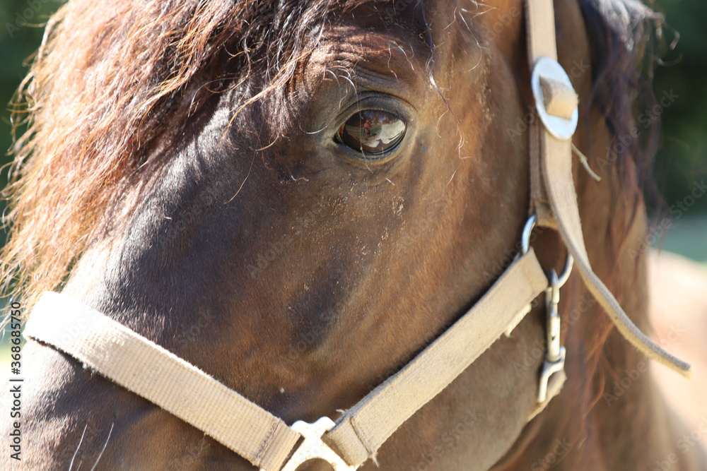 Ταπετσαρία Close-up portrait of a young morgan breed stallion portrait in the paddock on a