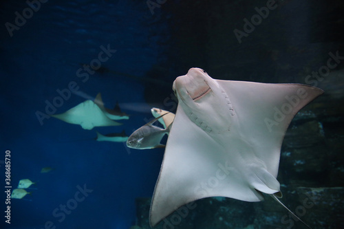 cownose ray swimming in the water, fish underwater in the aquarium