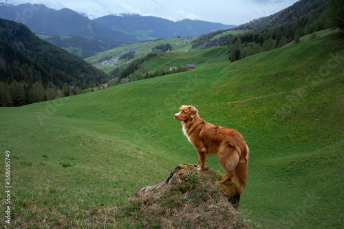 dog in the mountains. Nova Scotia Duck Tolling Retriever in valley. travel with a pet