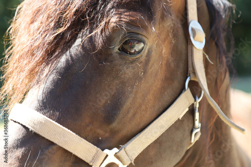 Tableau sur toile Close-up portrait of a young morgan breed stallion portrait in the paddock on a