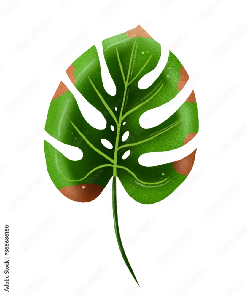Monstera leaf with rust on it. Digital art creating by procreate. Hand drawn botanical illustration isolated on white background. Monstera leaf with rust on it. Digital art creating by procreate. Hand drawn botanical illustration isolated on white background.
