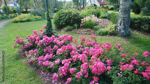 Fototapeta Naklejka Na Ścianę i Meble -  Blumen im Park