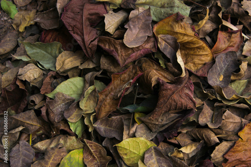 leaves on the ground in autumn