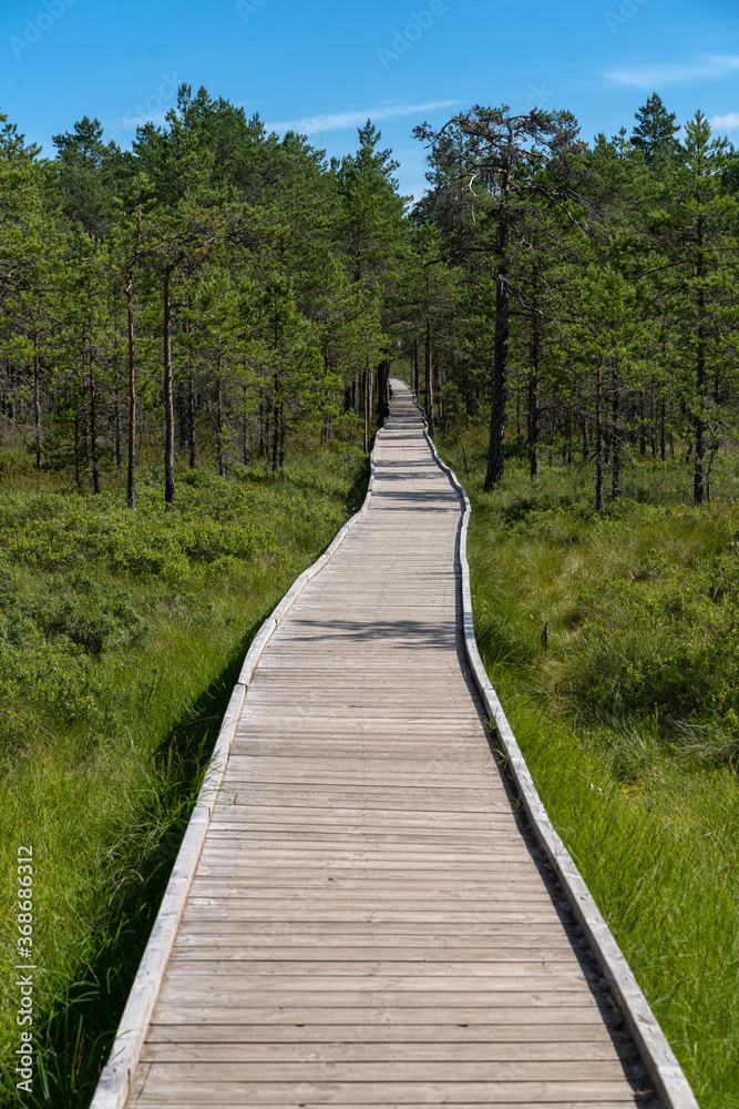 Boardwalk over a raised bog, Lahemaa National Park, Estonia,. The largest park in Estonia. It was the first national park of the former Soviet Union.
