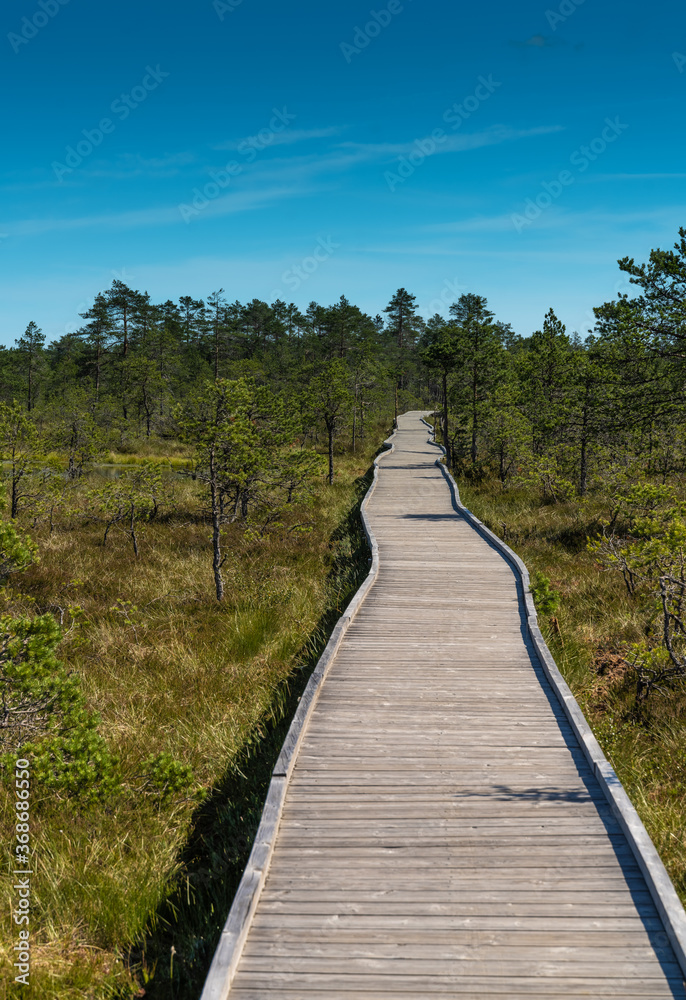 Boardwalk over a raised bog, Lahemaa National Park, Estonia,. The largest park in Estonia. It was the first national park of the former Soviet Union.