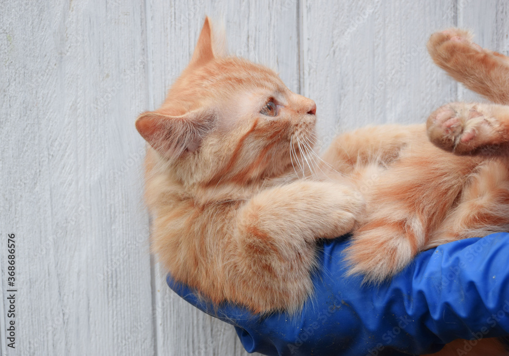 Ginger cat being examined by a veterinarian in a clinic