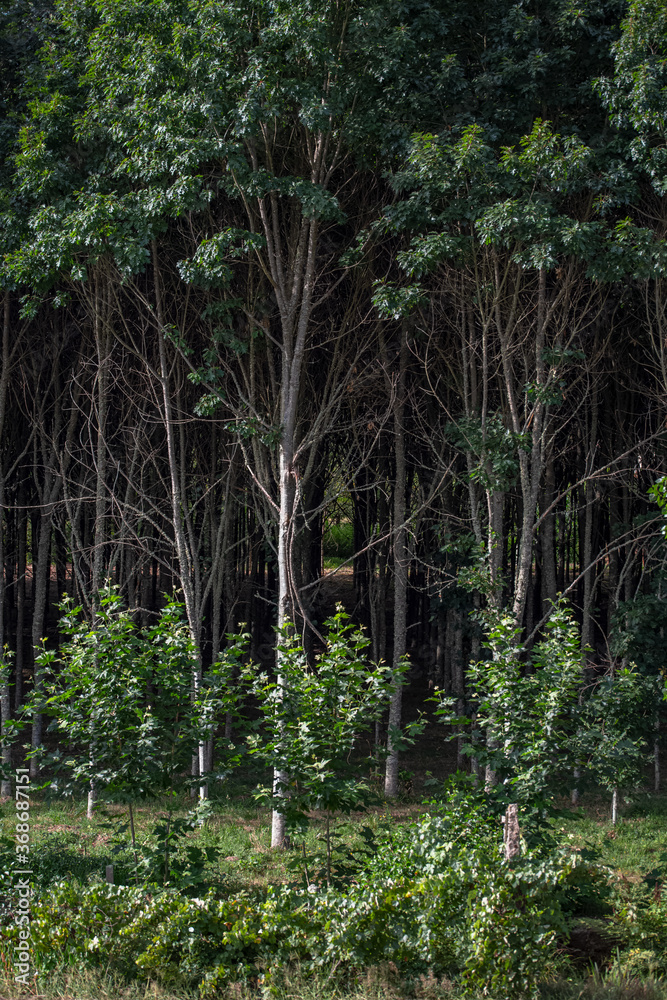 Detailed view of the parallel trees in the middle at the woods, typical vegetation Detailed view of the parallel trees in the middle at the woods, typical vegetation