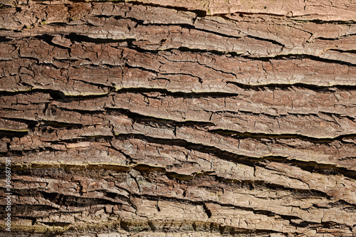 bark closeup texture
