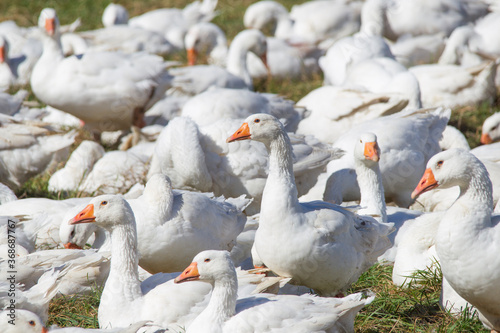 A flock of white geese in the meadow