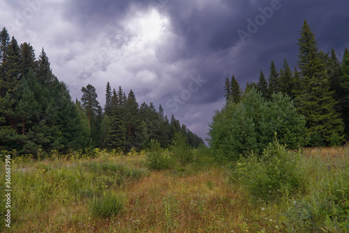 Summer landscape green meadow on a background of forest and cloudy sky.
