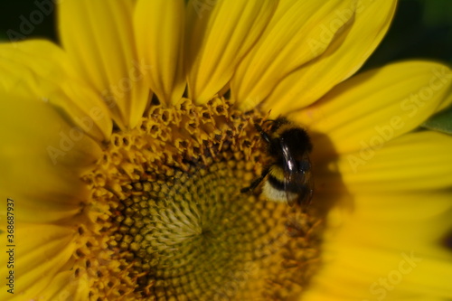 Bumblebee on yellow sunflower collects nectar