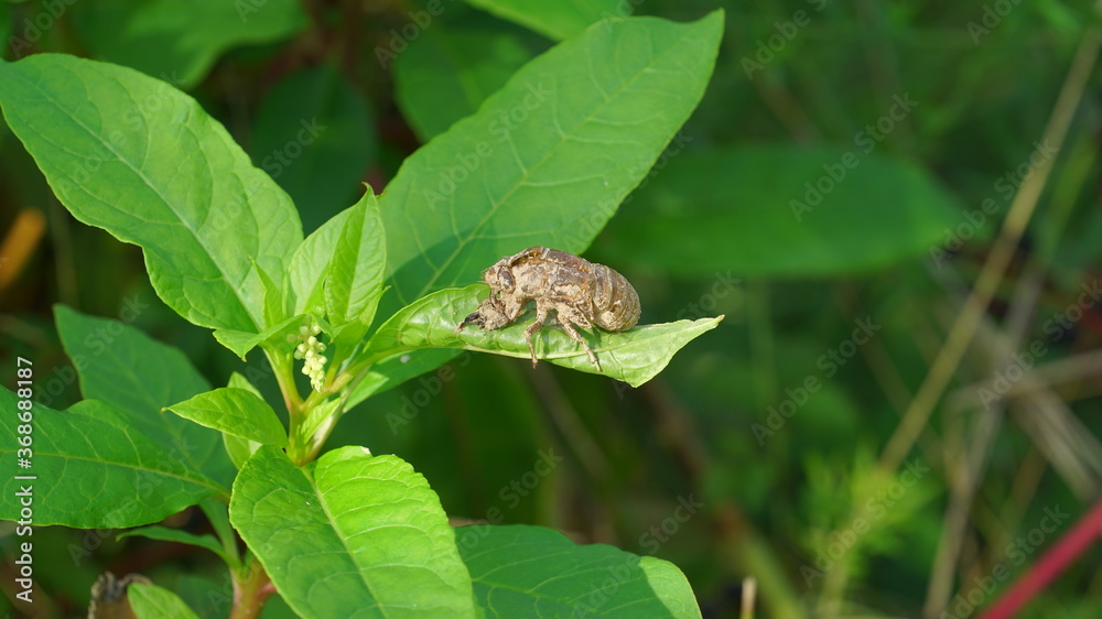 arval bark of a cicada found in the grass arval bark of a cicada found in the grass