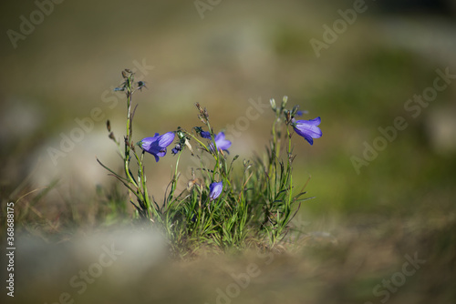Group of purple campanula in a meadow .