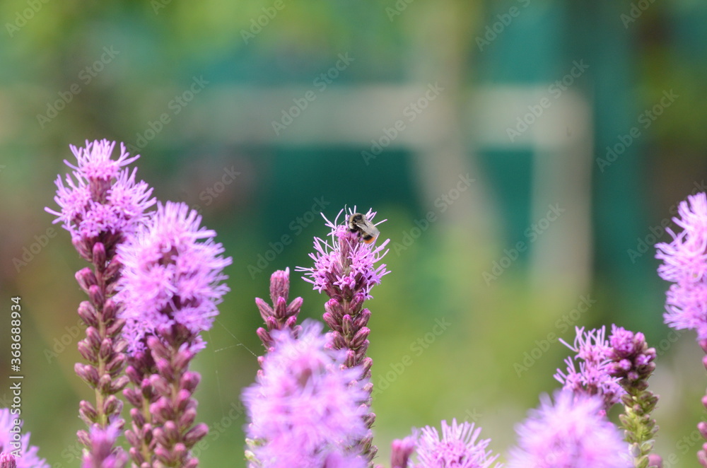 Obraz premium lavender flowers in the garden