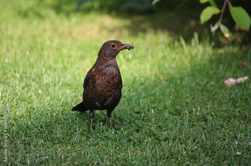 Amsel in der Abendsonne mit Futter im Schnabel Amsel in der Abendsonne mit Futter im Schnabel