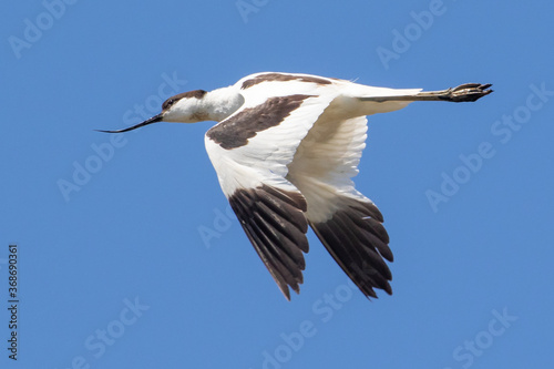 Avocet in flight