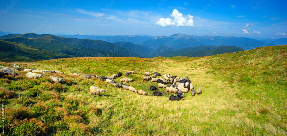 Fototapeta premium Parched lake and sheep in the alps