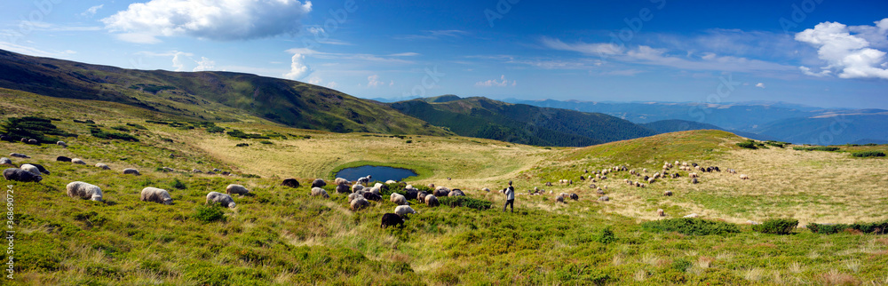 Flocks of sheep in the alps Flocks of sheep in the alps