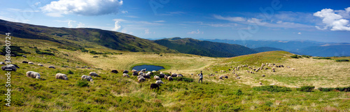 Flocks of sheep in the alps