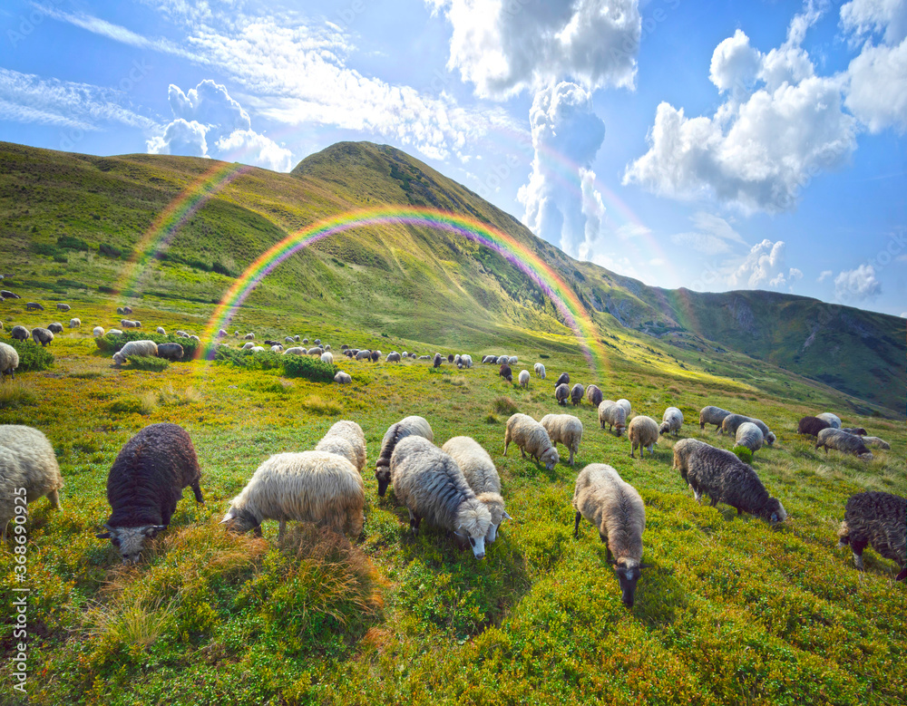 Naklejka premium Flocks of sheep in the alps