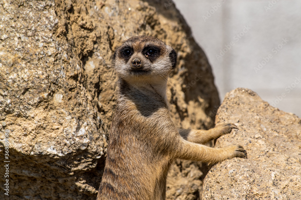 Fototapeta premium Erdmännchen auf Felsen