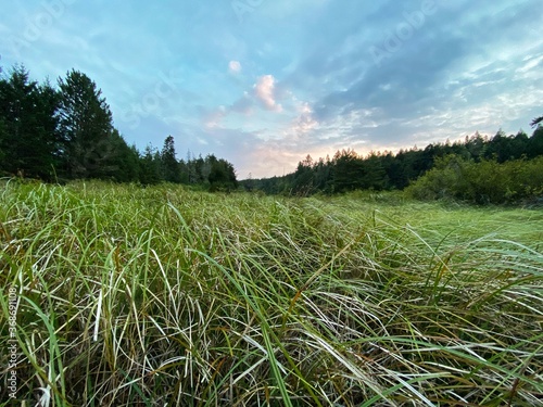 Field of long wind-blown grass at twilight