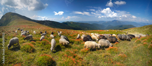 Fototapeta Naklejka Na Ścianę i Meble -  Flocks of sheep in the alps
