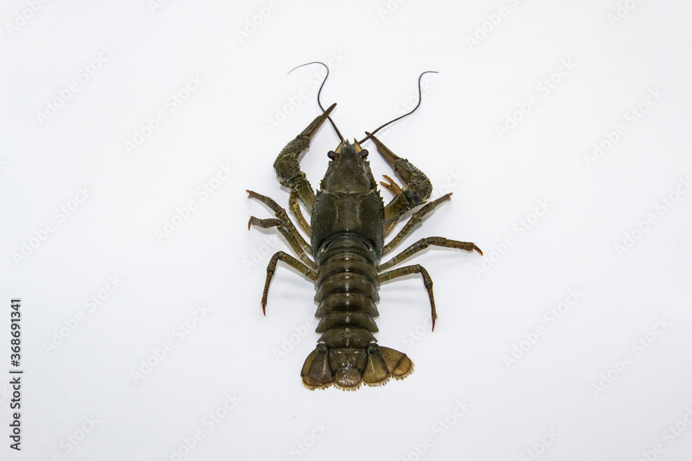 A fresh crayfish or lobster from the river on a white background. A fresh crayfish or lobster from the river on a white background.