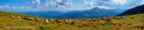 Flocks of sheep in the alps