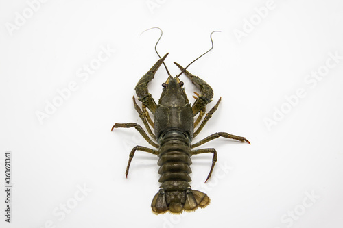 A fresh crayfish or lobster from the river on a white background.