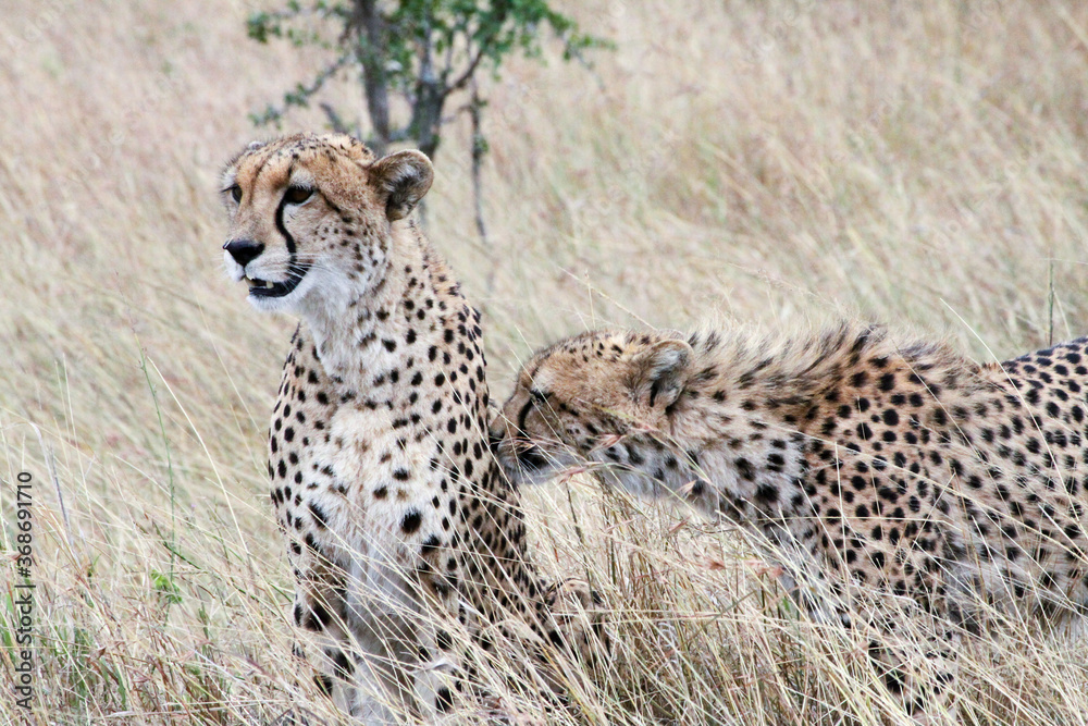 Young Cheetah sniffing another Cheetah Young Cheetah sniffing another Cheetah