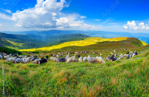 Flocks of sheep in the alps