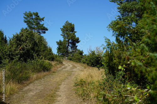 Biotop in einem Gebiet mit Heide und Wald 