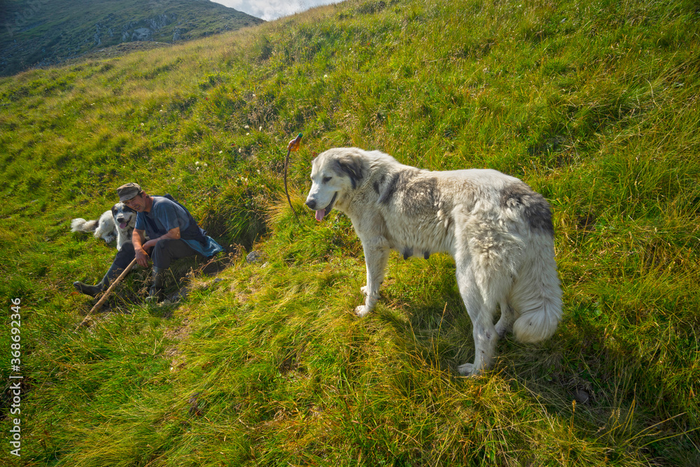 Naklejka premium Spring and shepherds, shepherd dogs.