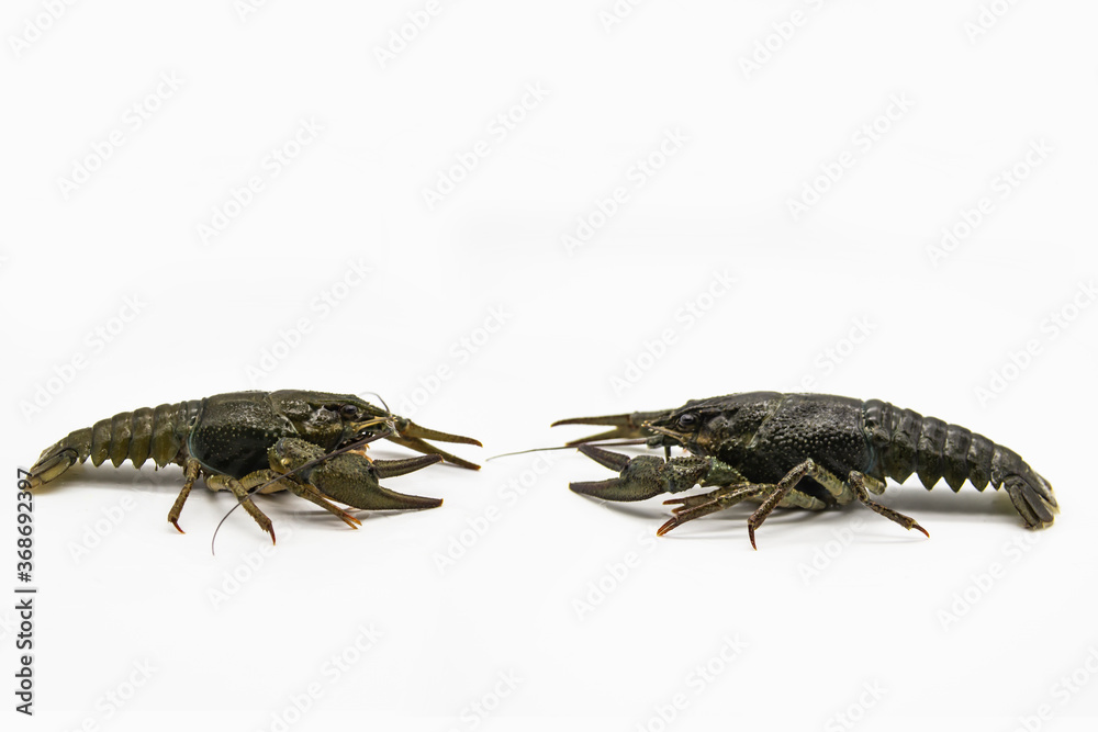 Two fresh crayfish or lobsters from the river on a white background. Two crayfish look on each other