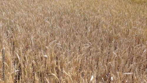 Wheat field. Ears of golden wheat close up. Beautiful Nature Sunset Landscape. Rural Scenery under Shining Sunlight. Background of ripening ears of meadow wheat field. Rich harvest Concept