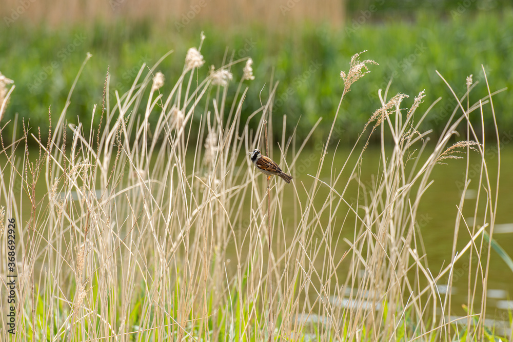bird on the grass near river