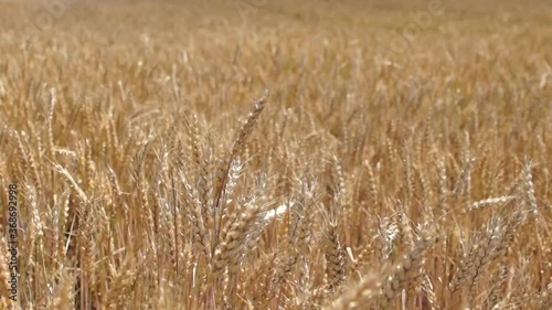 Wheat field. Ears of golden wheat close up. Beautiful Nature Sunset Landscape. Rural Scenery under Shining Sunlight. Background of ripening ears of meadow wheat field. Rich harvest Concept