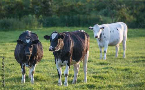 3 black and white cows standing in a field