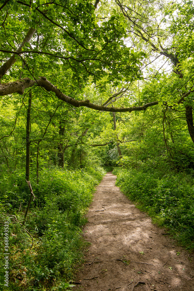 Fototapeta premium path in the forest