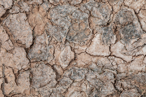 dry and cracked soil crust