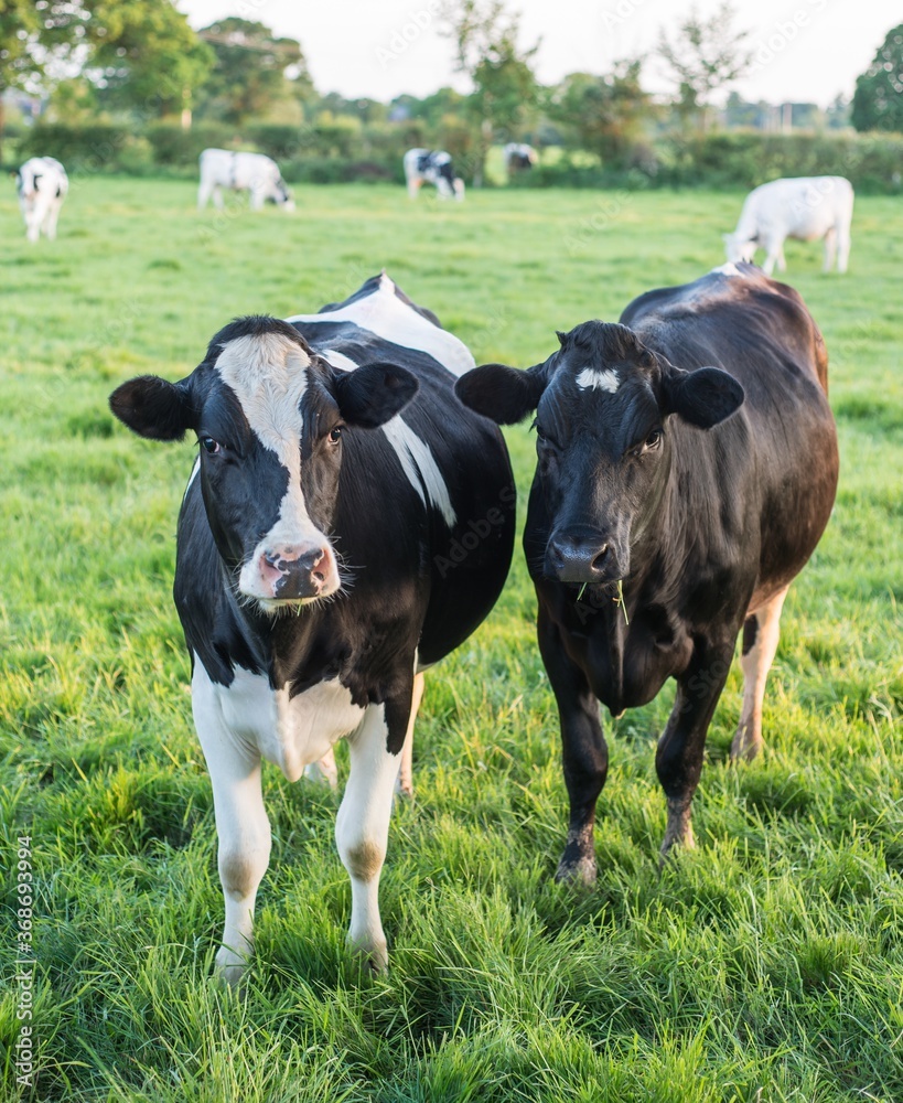 2 black and white cows standing in a meadow
