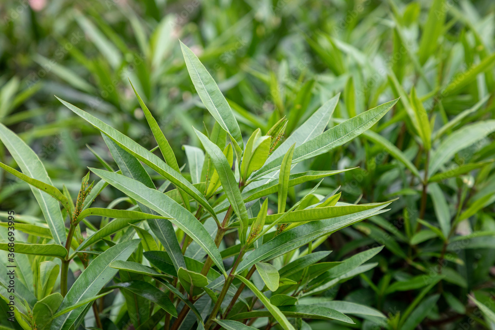 aphids on the green leaves of the bush