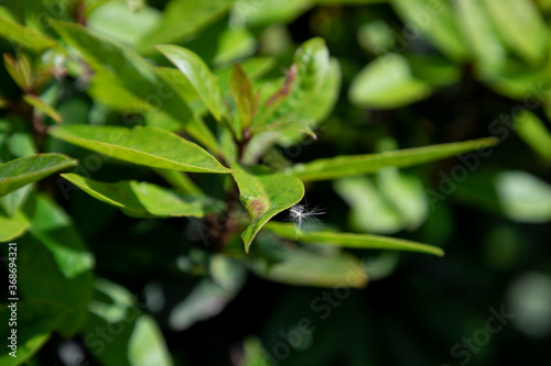 a fluffy seed clings to a green leaf