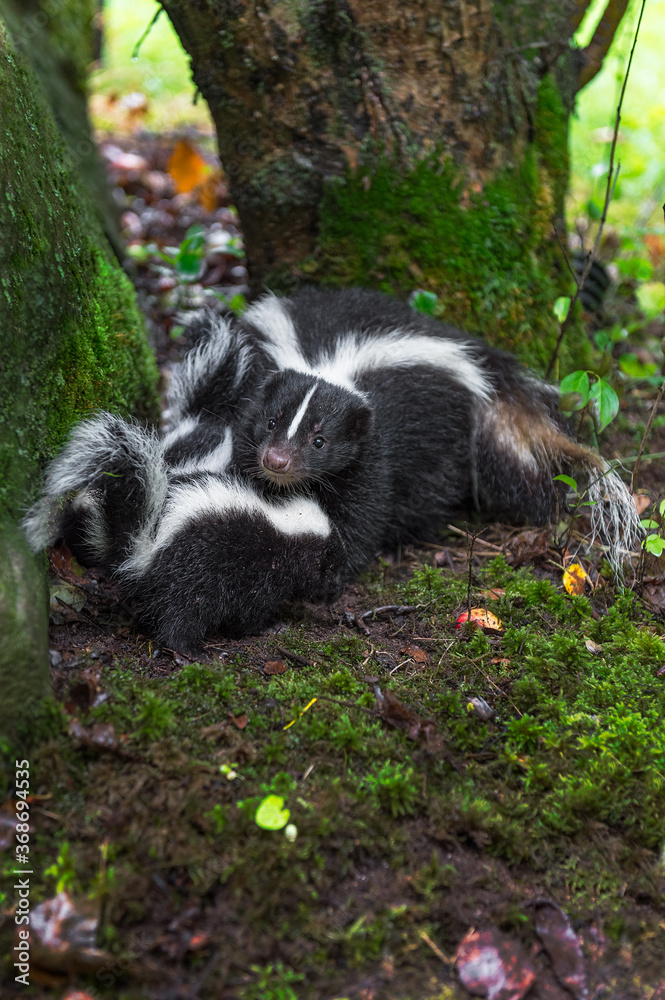 Striped Skunk (Mephitis mephitis) Looks Up By Rocks With Kits Summer Striped Skunk (Mephitis mephitis) Looks Up By Rocks With Kits Summer