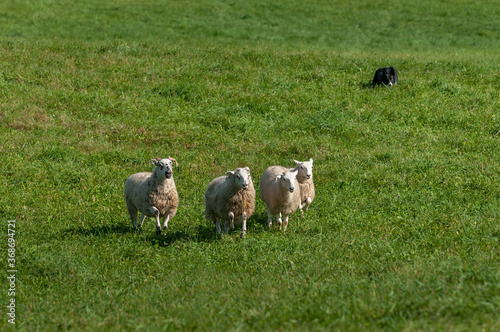 Sheep (Ovis aries) Followed in by Stock Dog