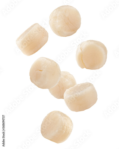 Tableau sur toile Falling scallop isolated on white background, clipping path, full depth of field